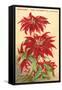 Ventura, the Poinsettia Capital-null-Framed Stretched Canvas