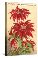 Ventura, the Poinsettia Capital-null-Stretched Canvas