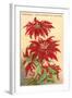 Ventura, the Poinsettia Capital-null-Framed Art Print