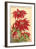 Ventura, the Poinsettia Capital-null-Framed Art Print