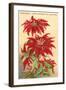 Ventura, the Poinsettia Capital-null-Framed Art Print