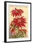 Ventura, the Poinsettia Capital-null-Framed Art Print