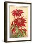 Ventura, the Poinsettia Capital-null-Framed Art Print