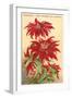 Ventura, the Poinsettia Capital-null-Framed Art Print