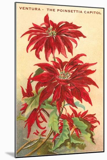 Ventura, the Poinsettia Capital-null-Mounted Art Print