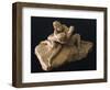 Venus and Adonis-Antonio Canova-Framed Giclee Print