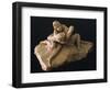 Venus and Adonis-Antonio Canova-Framed Giclee Print