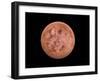 Venus, Artwork-null-Framed Photographic Print