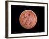 Venus, Artwork-null-Framed Photographic Print