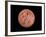 Venus, Artwork-null-Framed Photographic Print