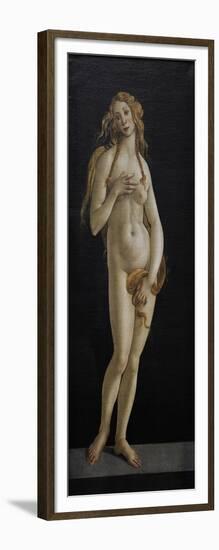 Venus, C.1480-Sandro Botticelli-Framed Giclee Print