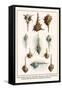 Venus Comp Murexes, Troschel's Murexes, Snipe's Bill Murexes, African Horned Murexes, etc.-Albertus Seba-Framed Stretched Canvas