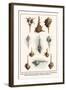 Venus Comp Murexes, Troschel's Murexes, Snipe's Bill Murexes, African Horned Murexes, etc.-Albertus Seba-Framed Art Print