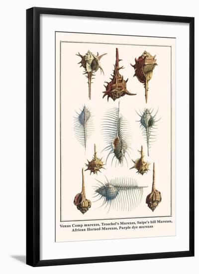 Venus Comp Murexes, Troschel's Murexes, Snipe's Bill Murexes, African Horned Murexes, etc.-Albertus Seba-Framed Art Print