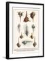 Venus Comp Murexes, Troschel's Murexes, Snipe's Bill Murexes, African Horned Murexes, etc.-Albertus Seba-Framed Art Print