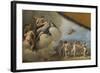 Vénus entourée de nymphes contemplant une ronde de cupidon-Sebastiano Ricci-Framed Giclee Print