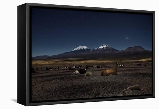 Venus Glows in the Night Sky as Llamas Settle Down to Sleep-Alex Saberi-Framed Stretched Canvas