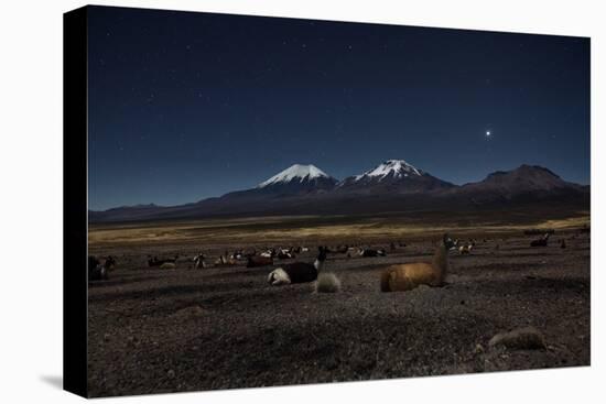 Venus Glows in the Night Sky as Llamas Settle Down to Sleep-Alex Saberi-Stretched Canvas