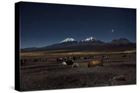 Venus Glows in the Night Sky as Llamas Settle Down to Sleep-Alex Saberi-Stretched Canvas