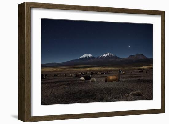 Venus Glows in the Night Sky as Llamas Settle Down to Sleep-Alex Saberi-Framed Photographic Print