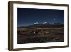 Venus Glows in the Night Sky as Llamas Settle Down to Sleep-Alex Saberi-Framed Photographic Print