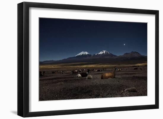 Venus Glows in the Night Sky as Llamas Settle Down to Sleep-Alex Saberi-Framed Photographic Print