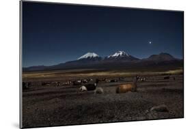 Venus Glows in the Night Sky as Llamas Settle Down to Sleep-Alex Saberi-Mounted Photographic Print