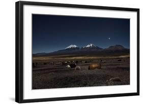 Venus Glows in the Night Sky as Llamas Settle Down to Sleep-Alex Saberi-Framed Photographic Print