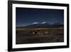 Venus Glows in the Night Sky as Llamas Settle Down to Sleep-Alex Saberi-Framed Photographic Print