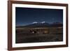 Venus Glows in the Night Sky as Llamas Settle Down to Sleep-Alex Saberi-Framed Photographic Print