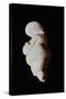 Venus of Willendorf-null-Stretched Canvas