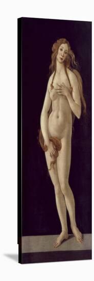 Venus Pudica-Sandro Botticelli-Stretched Canvas