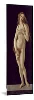 Venus Pudica-Sandro Botticelli-Mounted Giclee Print