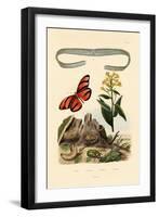 Venus's Girdle, 1833-39-null-Framed Giclee Print