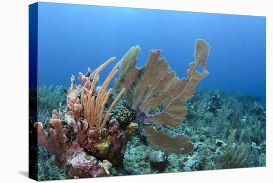 Venus Sea Fan, Hol Chan Marine Reserve, Coral Reef Island, Belize Barrier Reef. Belize-Pete Oxford-Stretched Canvas