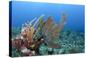 Venus Sea Fan, Hol Chan Marine Reserve, Coral Reef Island, Belize Barrier Reef. Belize-Pete Oxford-Stretched Canvas