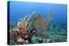 Venus Sea Fan, Hol Chan Marine Reserve, Coral Reef Island, Belize Barrier Reef. Belize-Pete Oxford-Stretched Canvas