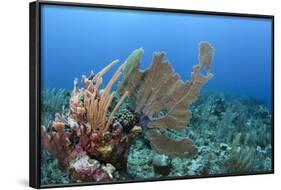 Venus Sea Fan, Hol Chan Marine Reserve, Coral Reef Island, Belize Barrier Reef. Belize-Pete Oxford-Framed Photographic Print