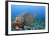 Venus Sea Fan, Hol Chan Marine Reserve, Coral Reef Island, Belize Barrier Reef. Belize-Pete Oxford-Framed Photographic Print