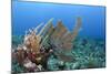 Venus Sea Fan, Hol Chan Marine Reserve, Coral Reef Island, Belize Barrier Reef. Belize-Pete Oxford-Mounted Photographic Print