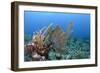 Venus Sea Fan, Hol Chan Marine Reserve, Coral Reef Island, Belize Barrier Reef. Belize-Pete Oxford-Framed Photographic Print