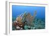 Venus Sea Fan, Hol Chan Marine Reserve, Coral Reef Island, Belize Barrier Reef. Belize-Pete Oxford-Framed Photographic Print