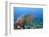 Venus Sea Fan, Hol Chan Marine Reserve, Coral Reef Island, Belize Barrier Reef. Belize-Pete Oxford-Framed Photographic Print