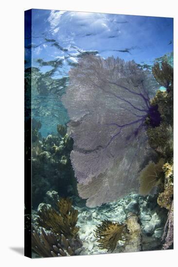 Venus Sea Fan, Lighthouse Reef, Atoll, Belize-Pete Oxford-Stretched Canvas