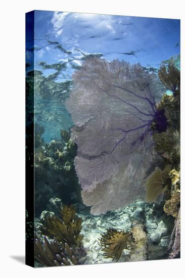 Venus Sea Fan, Lighthouse Reef, Atoll, Belize-Pete Oxford-Stretched Canvas