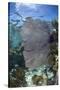 Venus Sea Fan, Lighthouse Reef, Atoll, Belize-Pete Oxford-Stretched Canvas