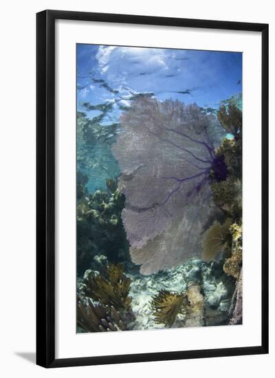 Venus Sea Fan, Lighthouse Reef, Atoll, Belize-Pete Oxford-Framed Photographic Print