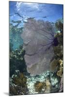 Venus Sea Fan, Lighthouse Reef, Atoll, Belize-Pete Oxford-Mounted Photographic Print