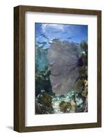 Venus Sea Fan, Lighthouse Reef, Atoll, Belize-Pete Oxford-Framed Photographic Print