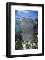 Venus Sea Fan, Lighthouse Reef, Atoll, Belize-Pete Oxford-Framed Photographic Print